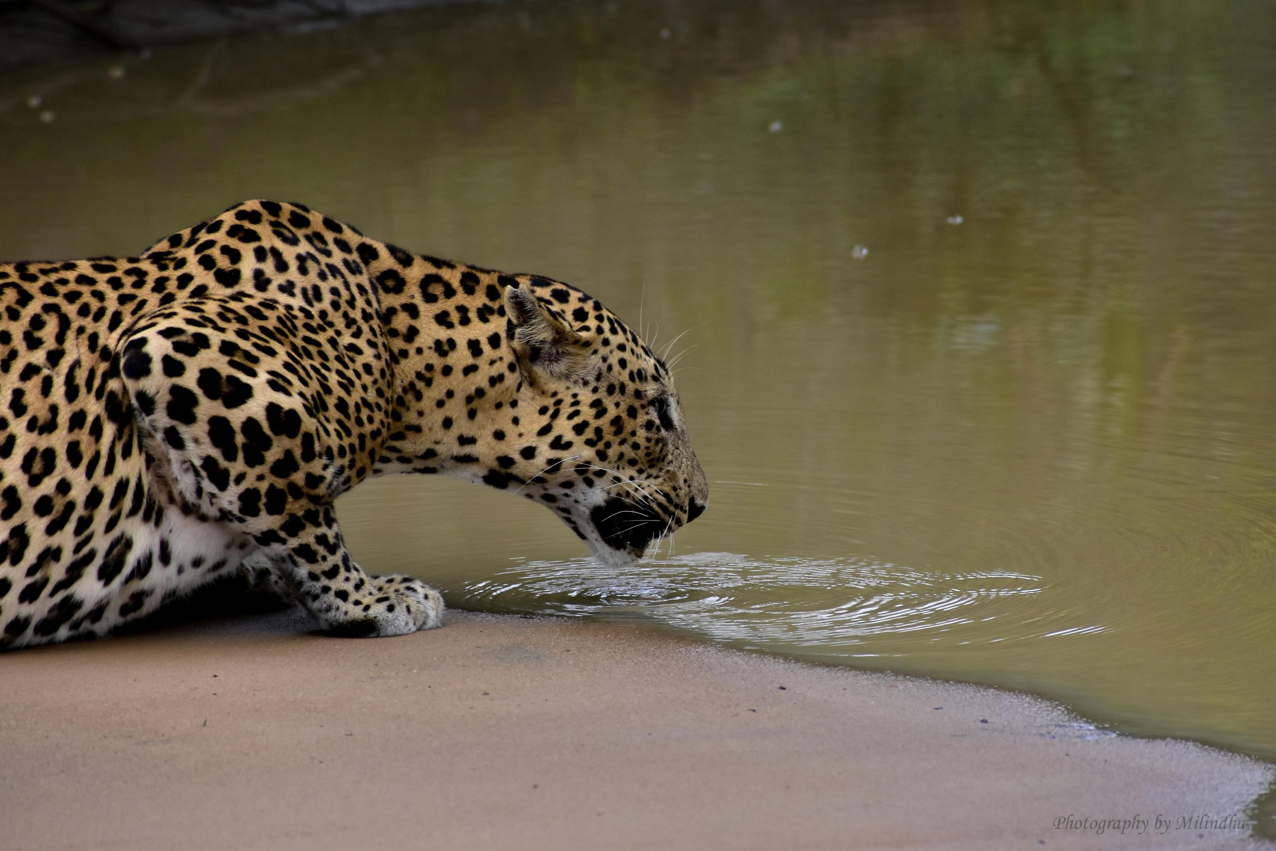A majestic Sri Lankan Leopard drinking water at a pond in its natural habitat.