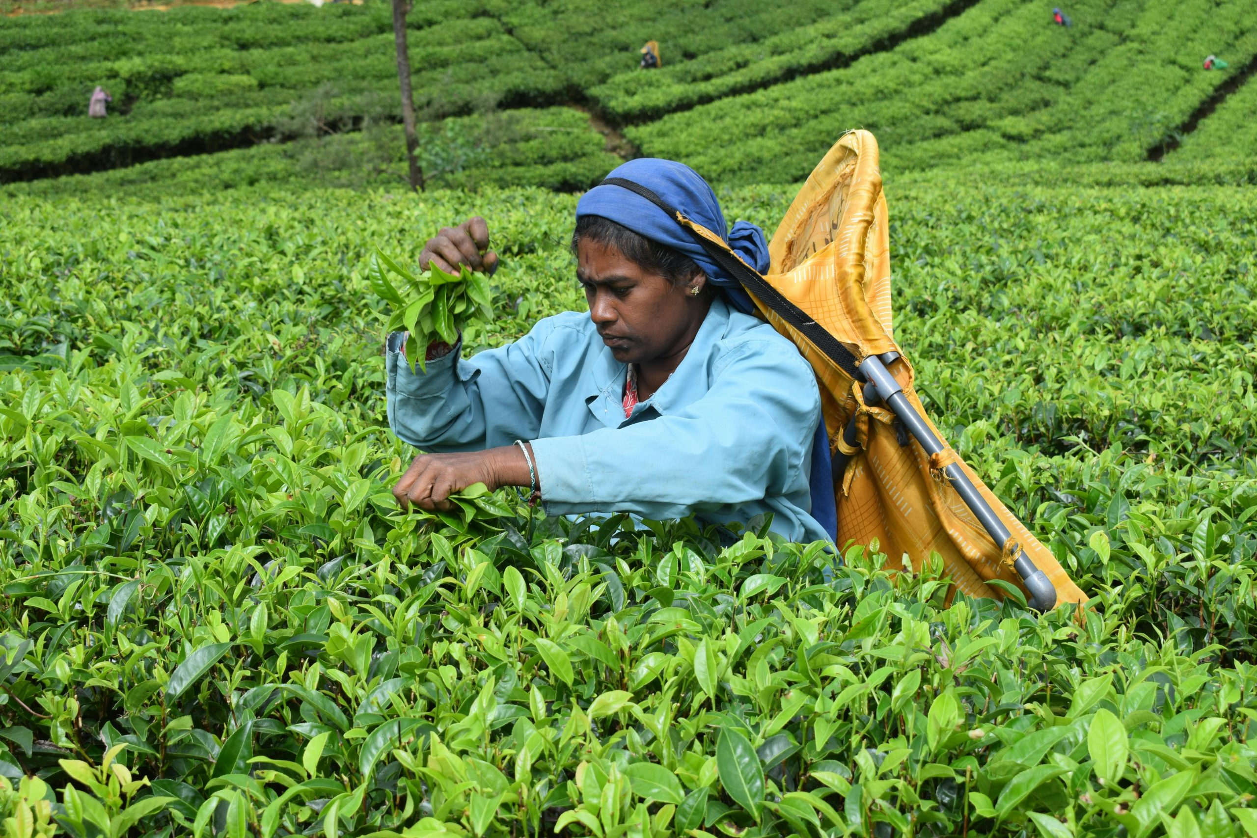 Tea Factory & Tea Estate Experience