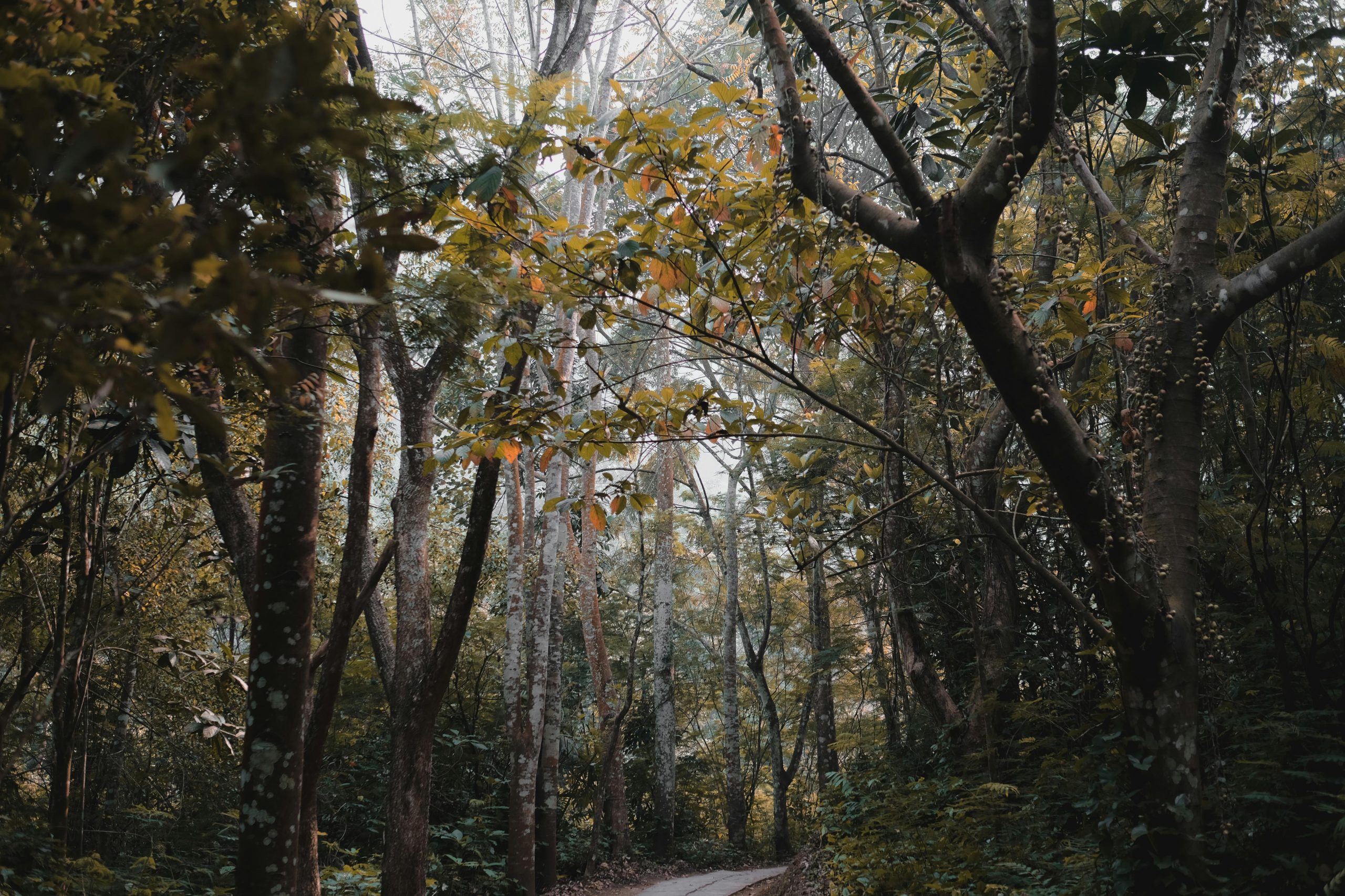 Udawattakele Forest Reserve