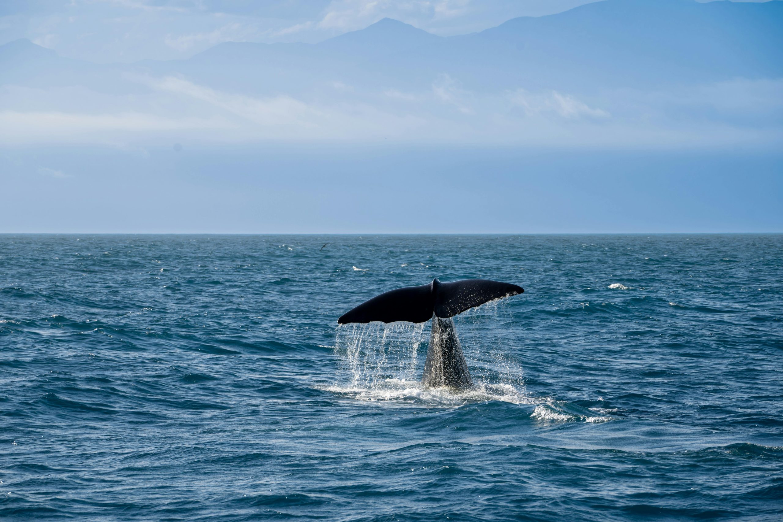 Whale tail emerges from blue ocean water against mountain backdrop, showcasing marine wildlife.