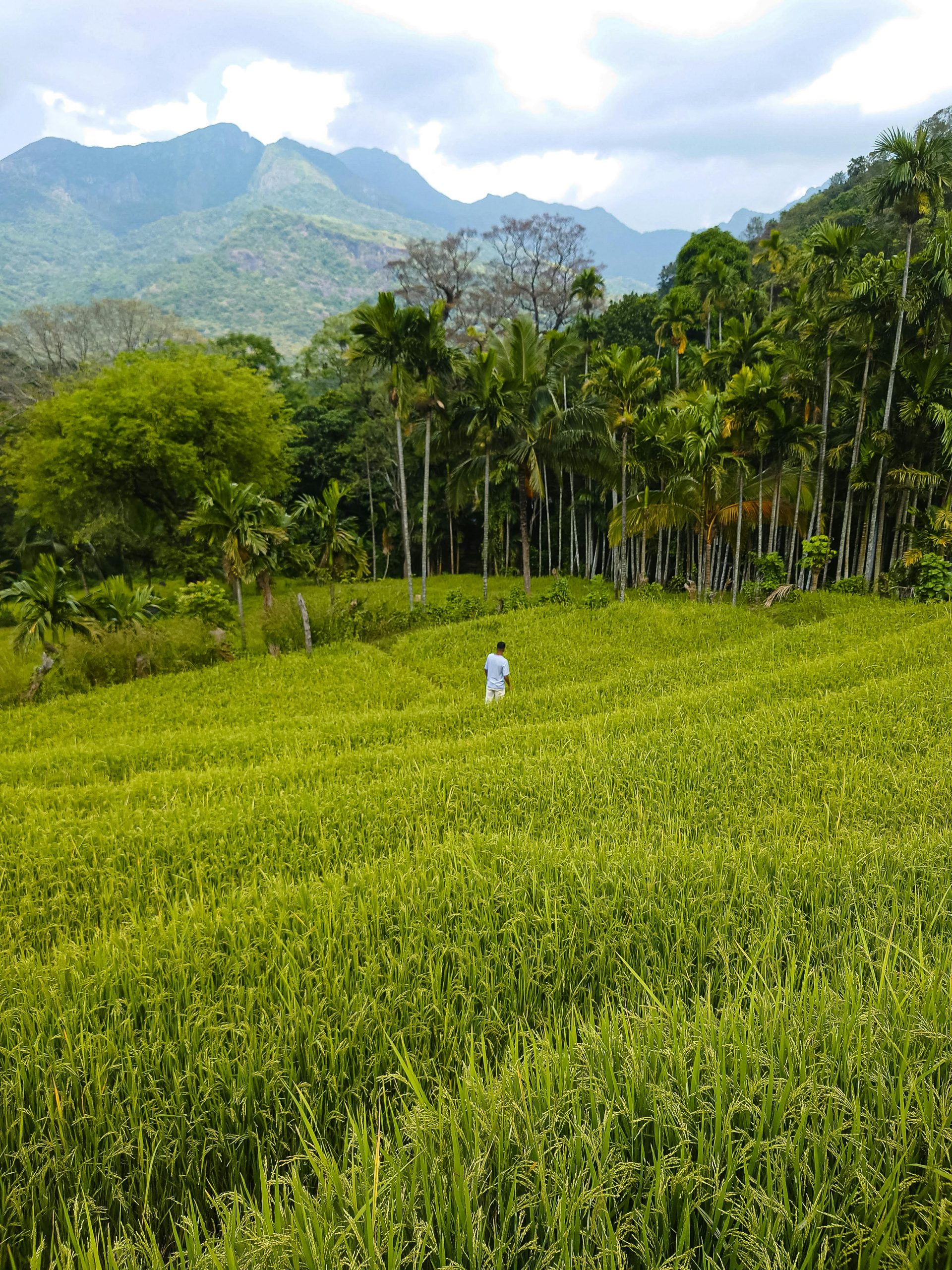 🏡 Culture & Local Experiences