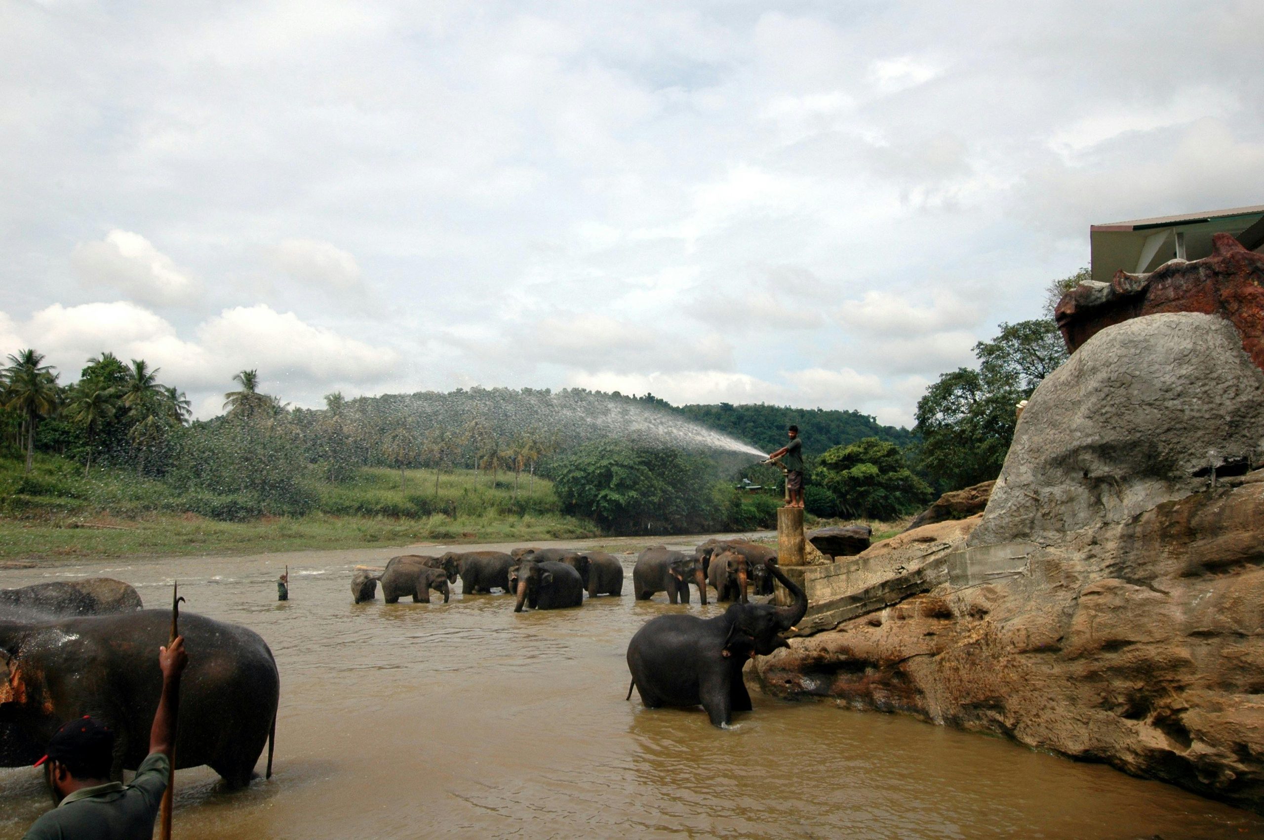 Pinnawala Elephant Orphanag