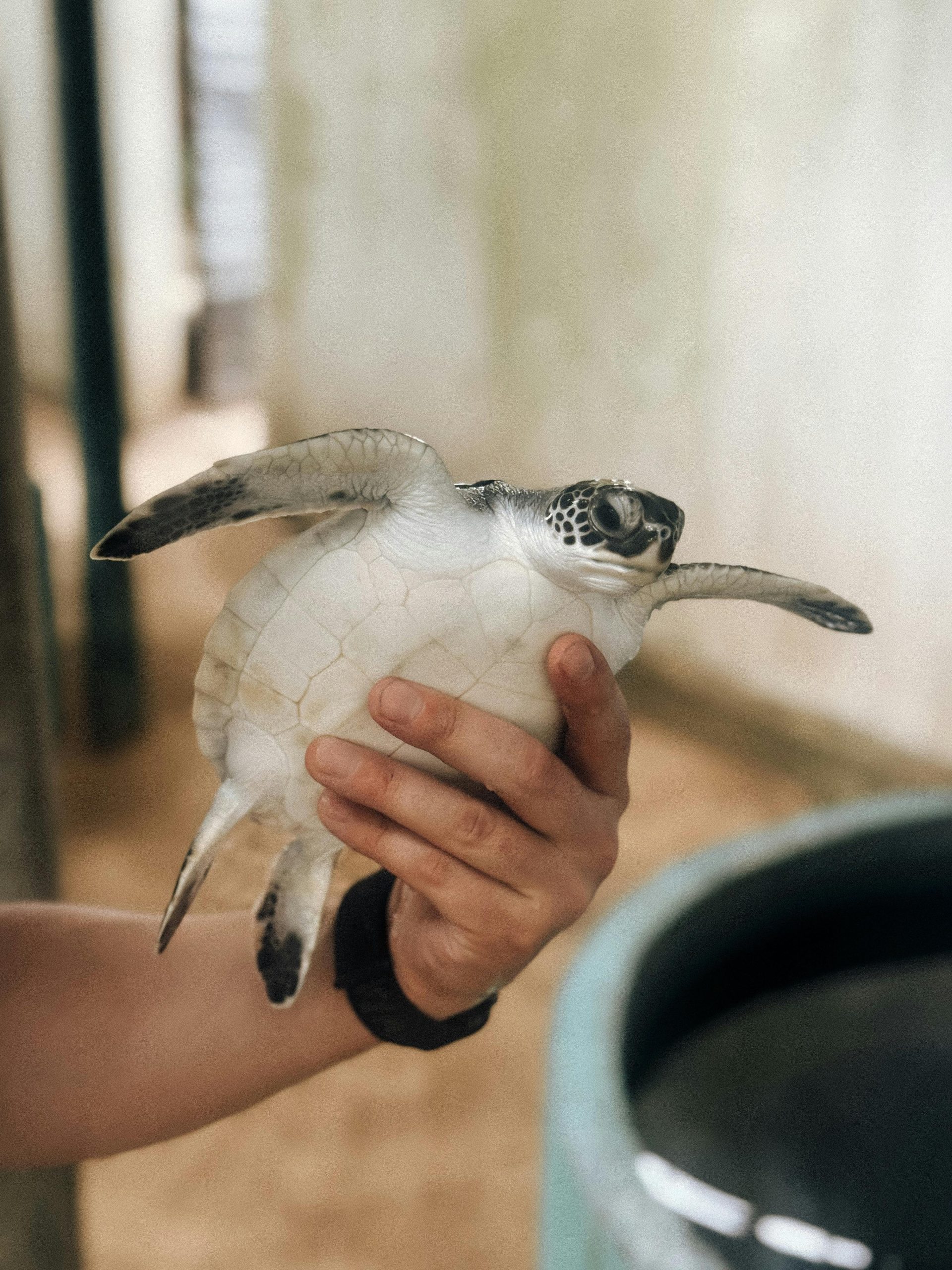Kosgoda Turtle Hatchery